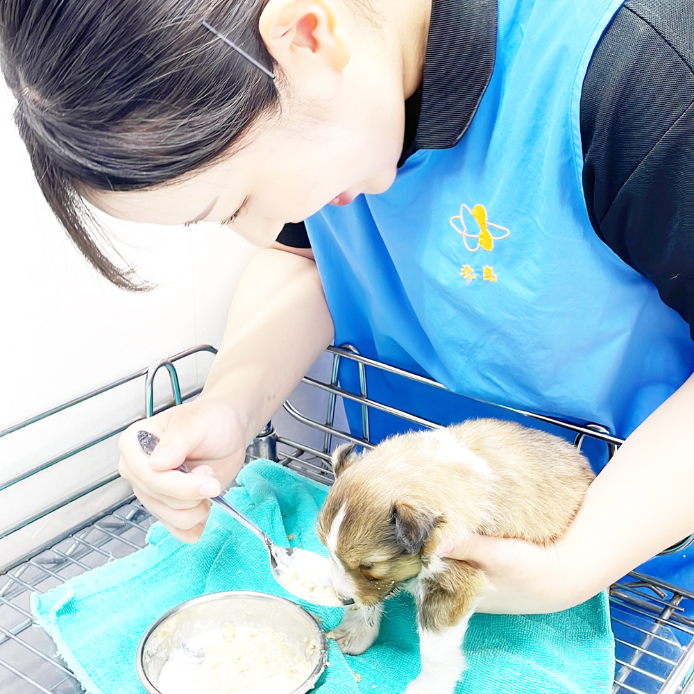 ２年生は子犬、１年生は成犬のお世話☆